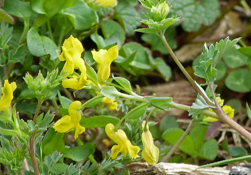 KY Natural Inquirer Spring Weed Flowers