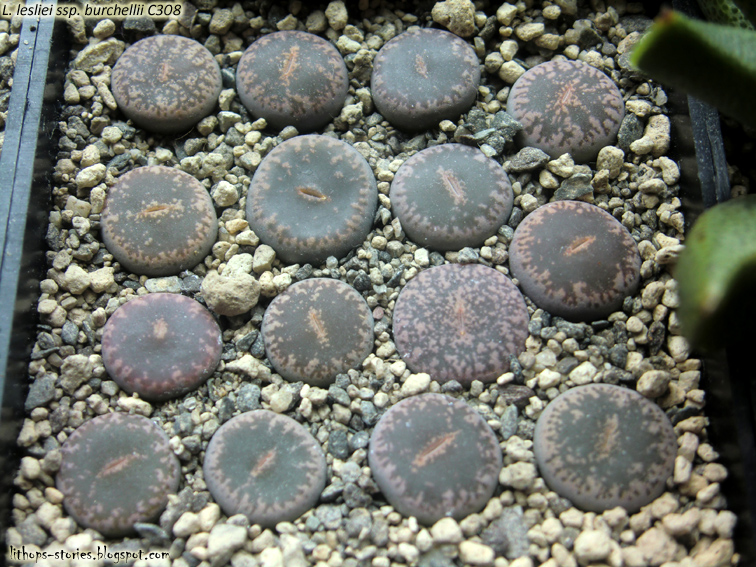 C308+lesliei+ssp.+burchellii_002.jpg