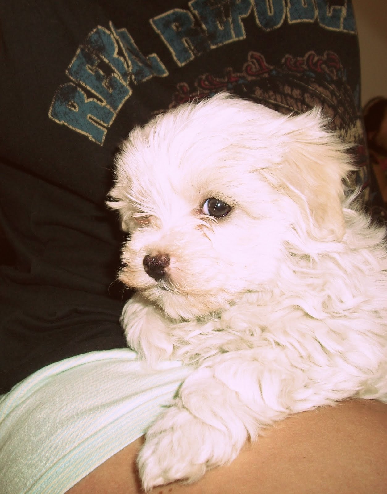 bichon maltese cross