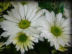 Chrysanthemum Maximum