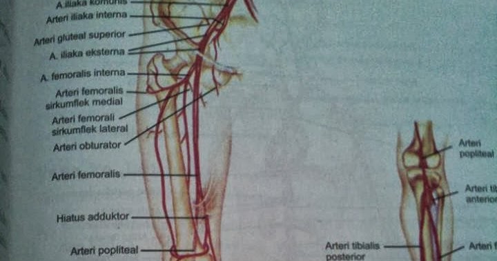 Ini Asa, Cerita dan Tujuan. Pembuluh Darah Arteri dan Vena