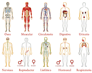 Los Sistemas del Cuerpo Humano.