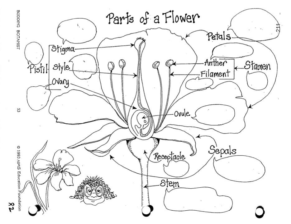 Parts of a Flower