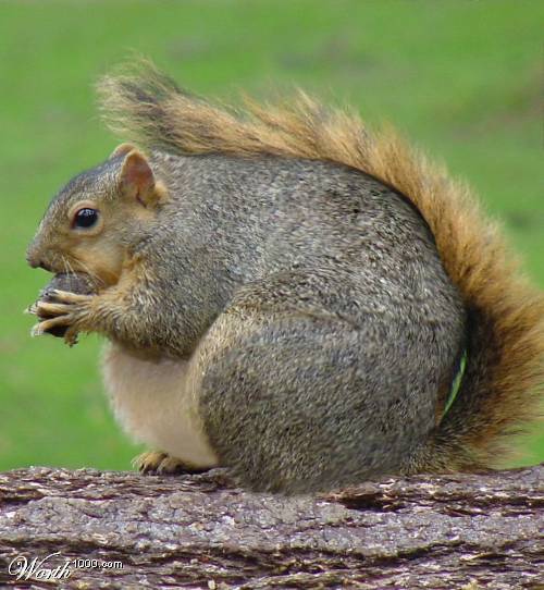 Fat Squirrel Pictures 92
