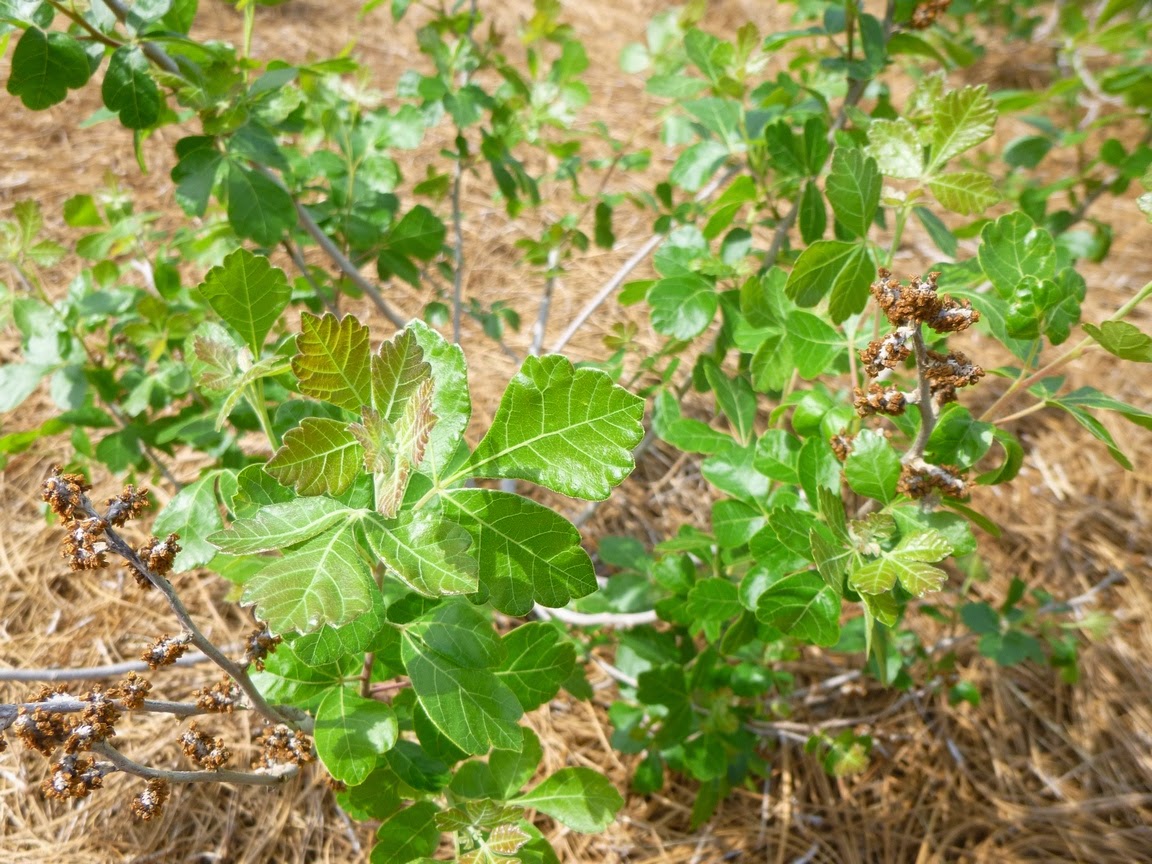 Rhus aromatica, Fragrant Sumac "Gro-Low" foliage