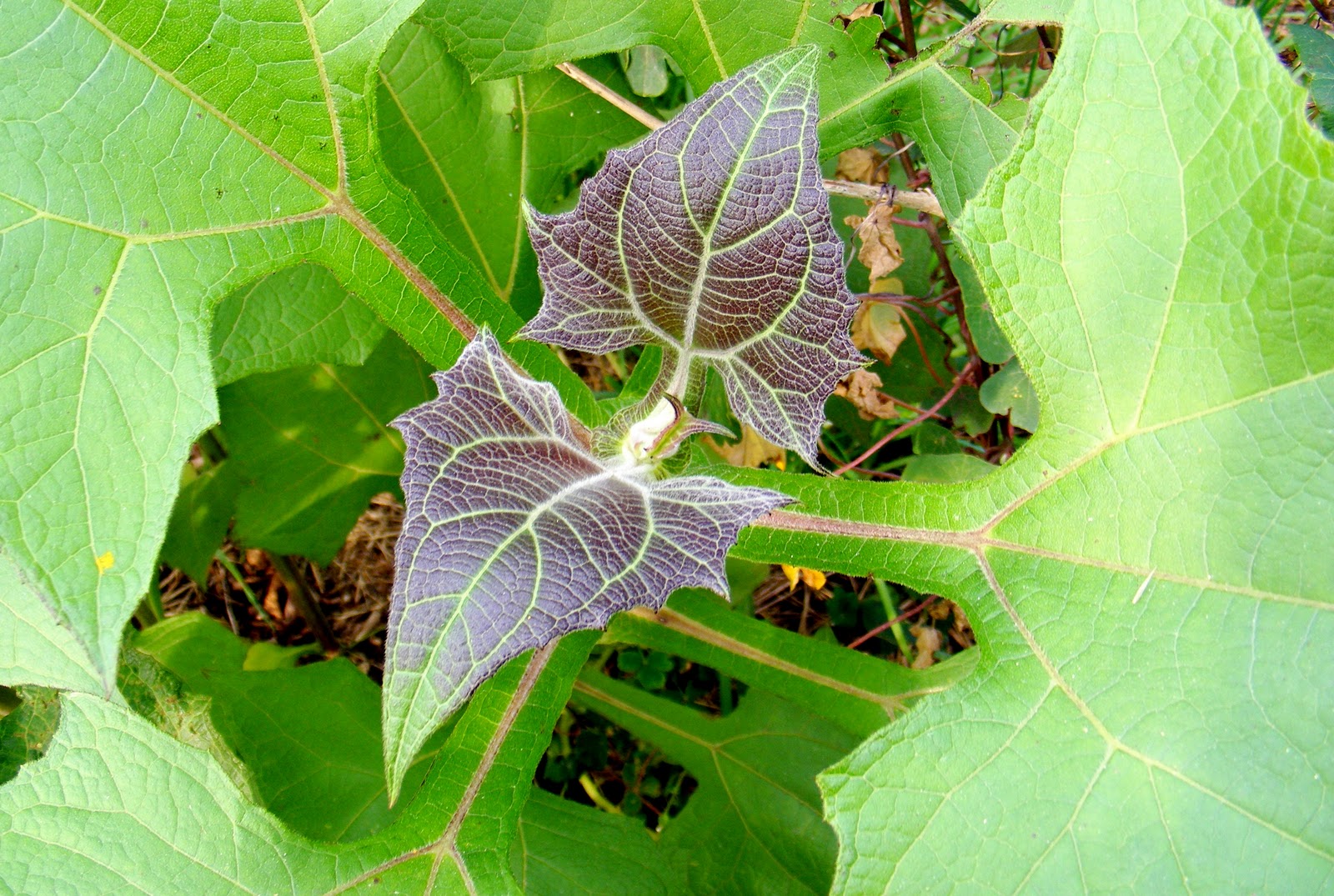 Growing Oca Yacon 'Fiorella' Goes to Market