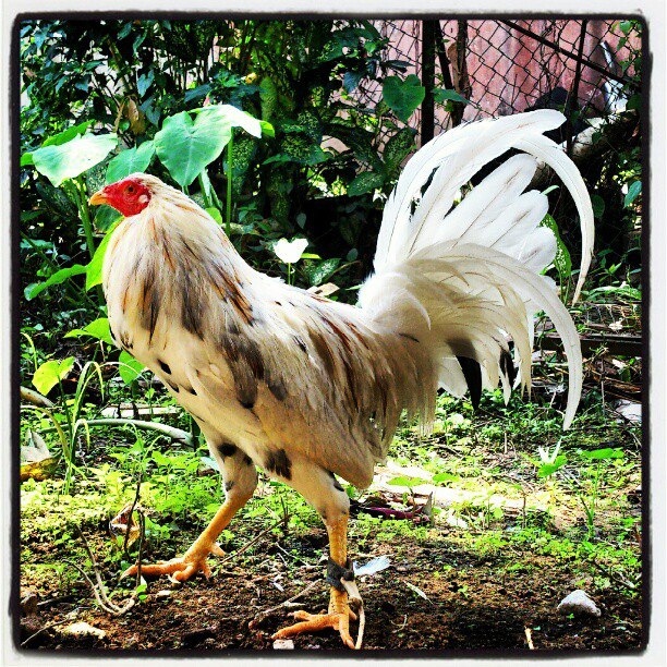 Mayxinz Gamefowls Farm 2012