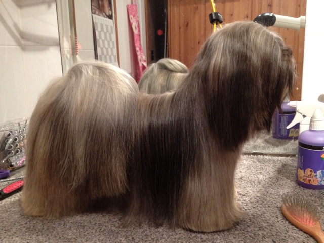 lhasa apso shampoo