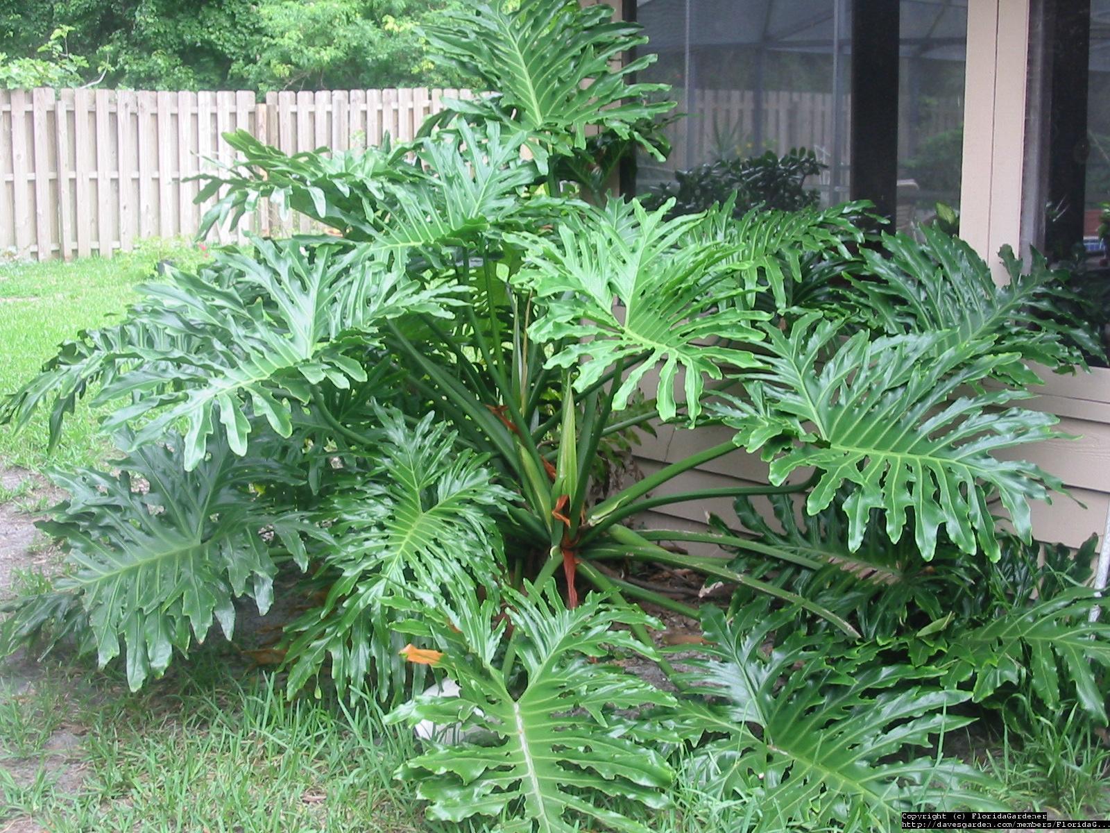 How To Care For Big Leaf Plants at Judith Scott blog