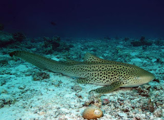 zebra shark