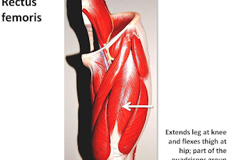 Quadriceps Femoris Muscle - Human Leg Muscles Diagram