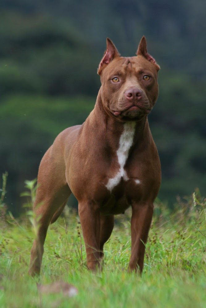 KÖPEK CİNSLERİ pitbull , pitbull türleri