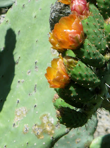 PRICKLY PEARS ARE BACK IN THE MARKETS