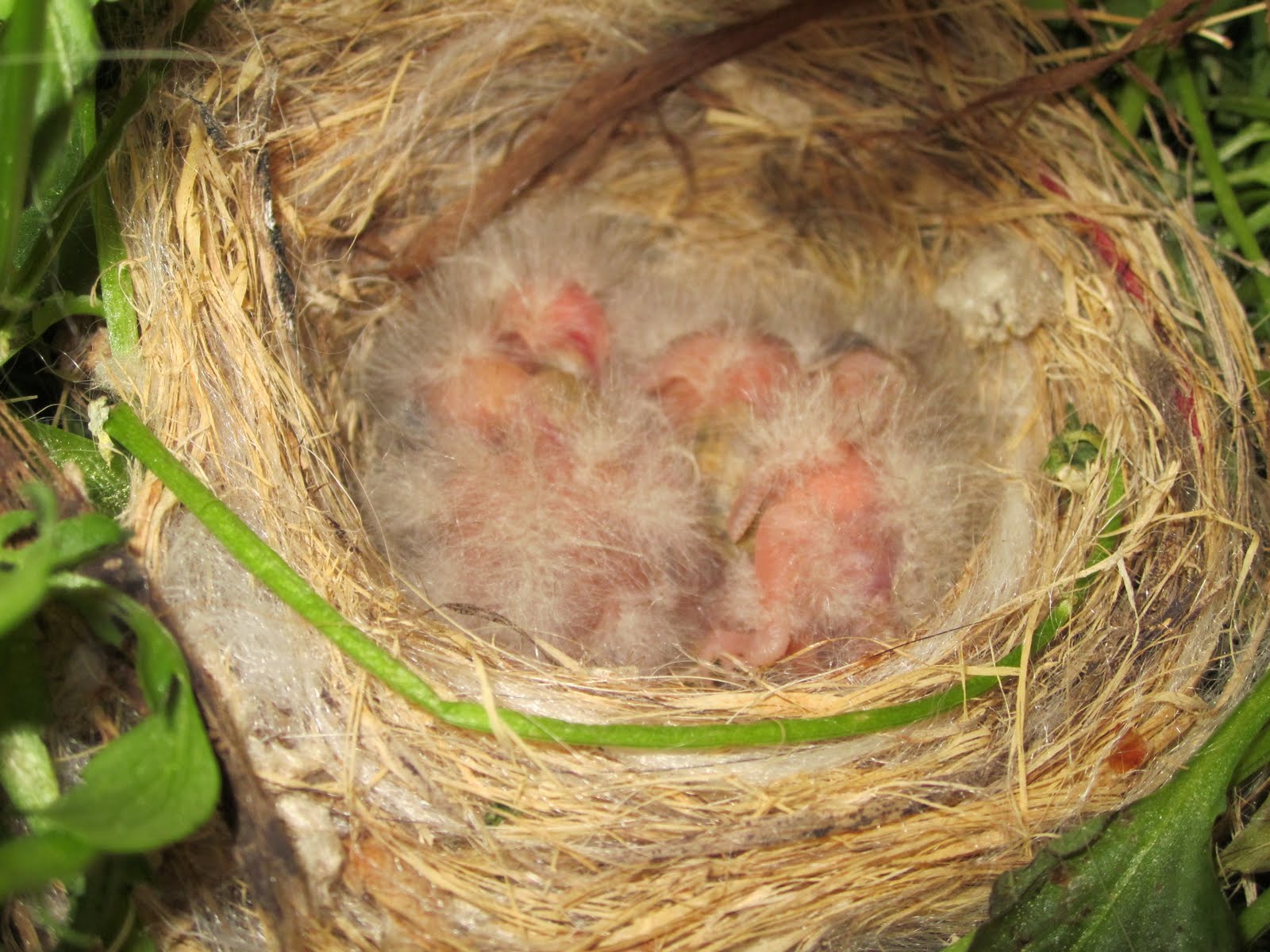 Knitted Symphony: Coo coo ca-choo, Mrs. ROBIN(son)