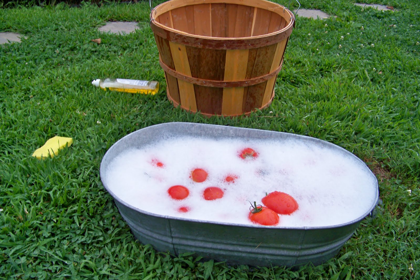 Delmarva Gardener Tomato Tutorial