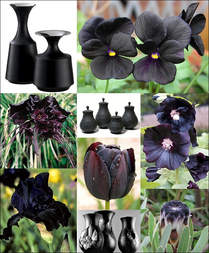 Black Hollyhock