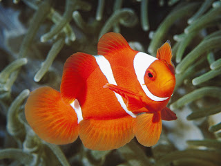 Orange Ikan Nemo