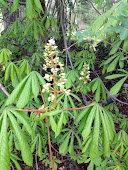 HORSE CHESTNUT FLOWER