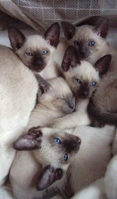 Litter Size of Siamese Cats