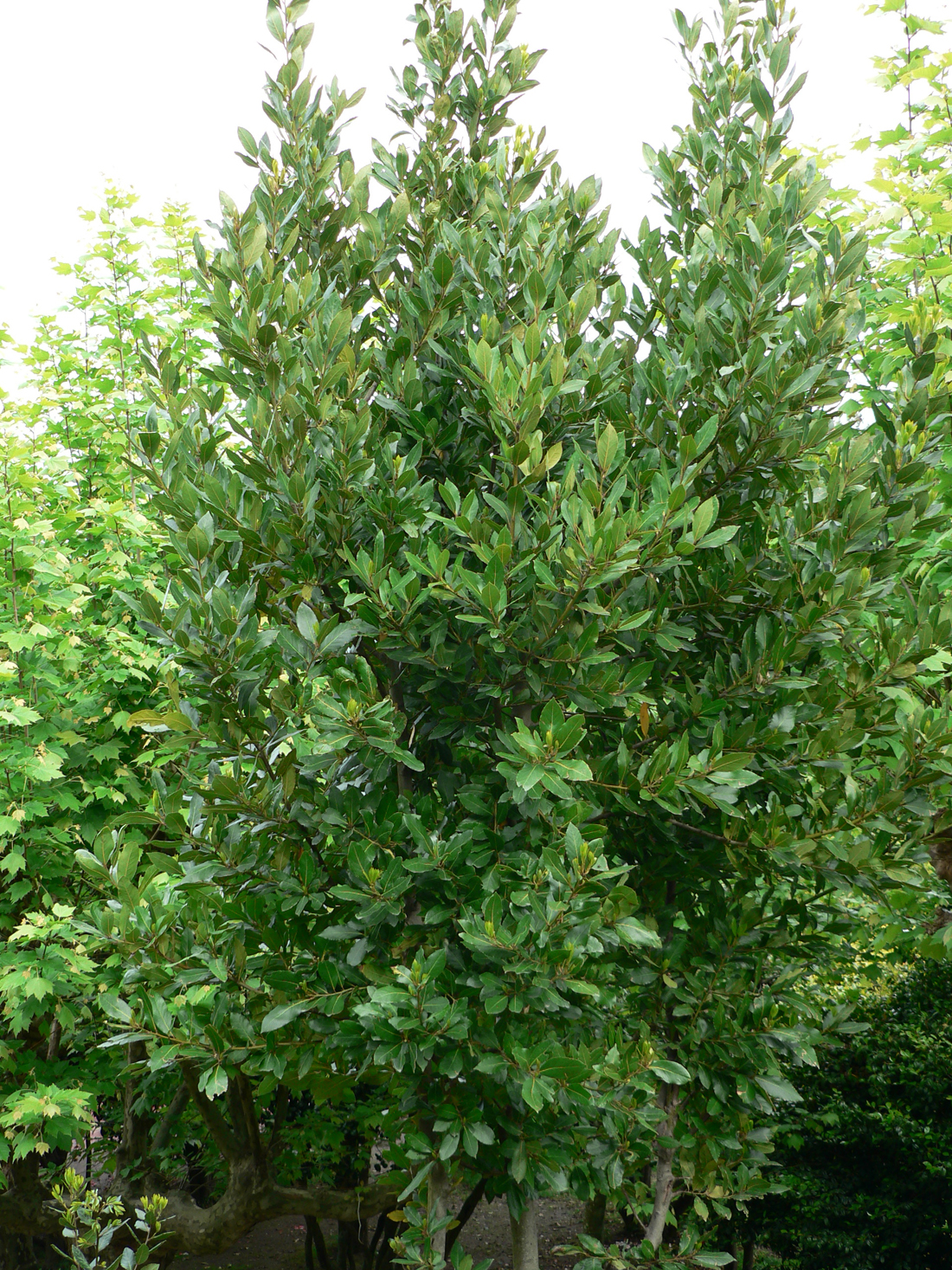 Á R B O L E S (T R E E S): Laurus nobilis L (LAUREL)