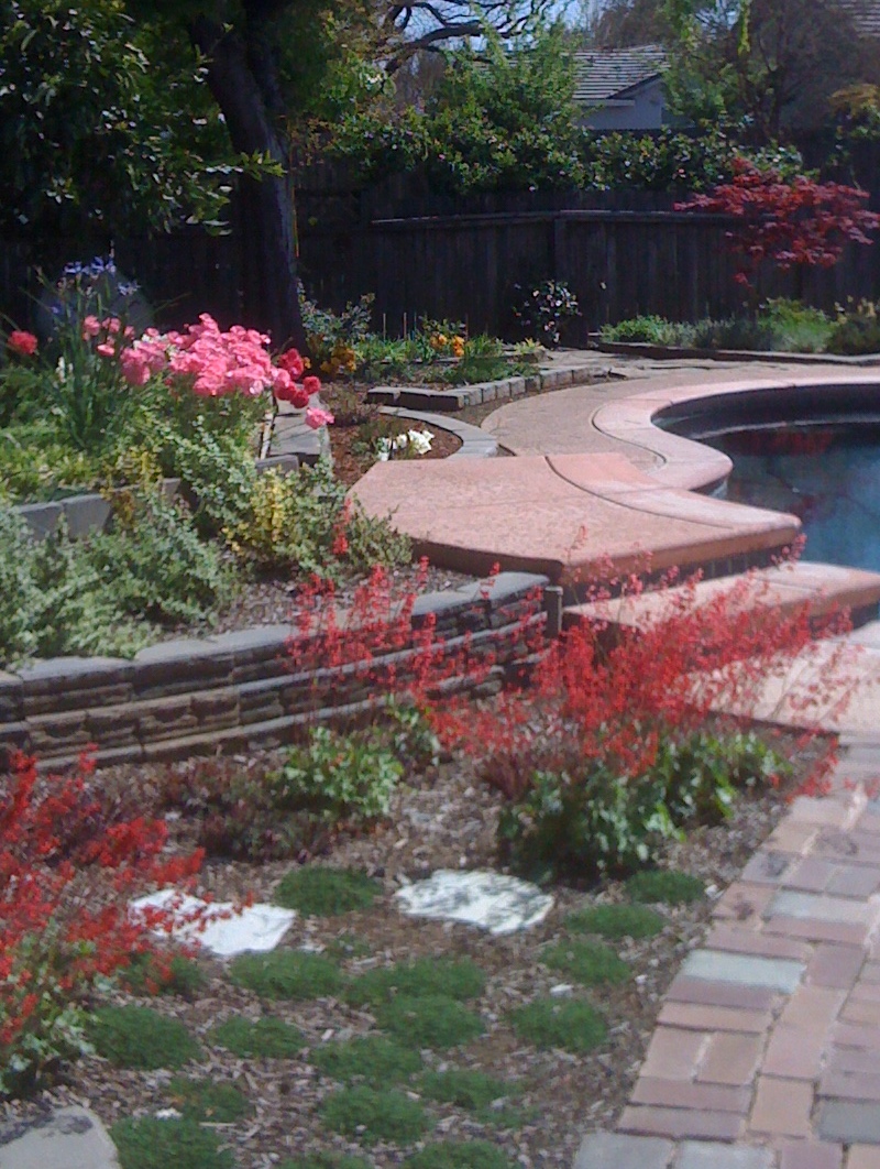 Geno's Garden Design & Coaching | : Lawn-Free Garden Tour