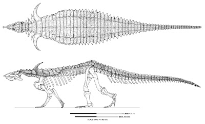 Desmatosuchus skull