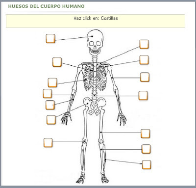 Esqueleto Humano En Ingles Huesos
