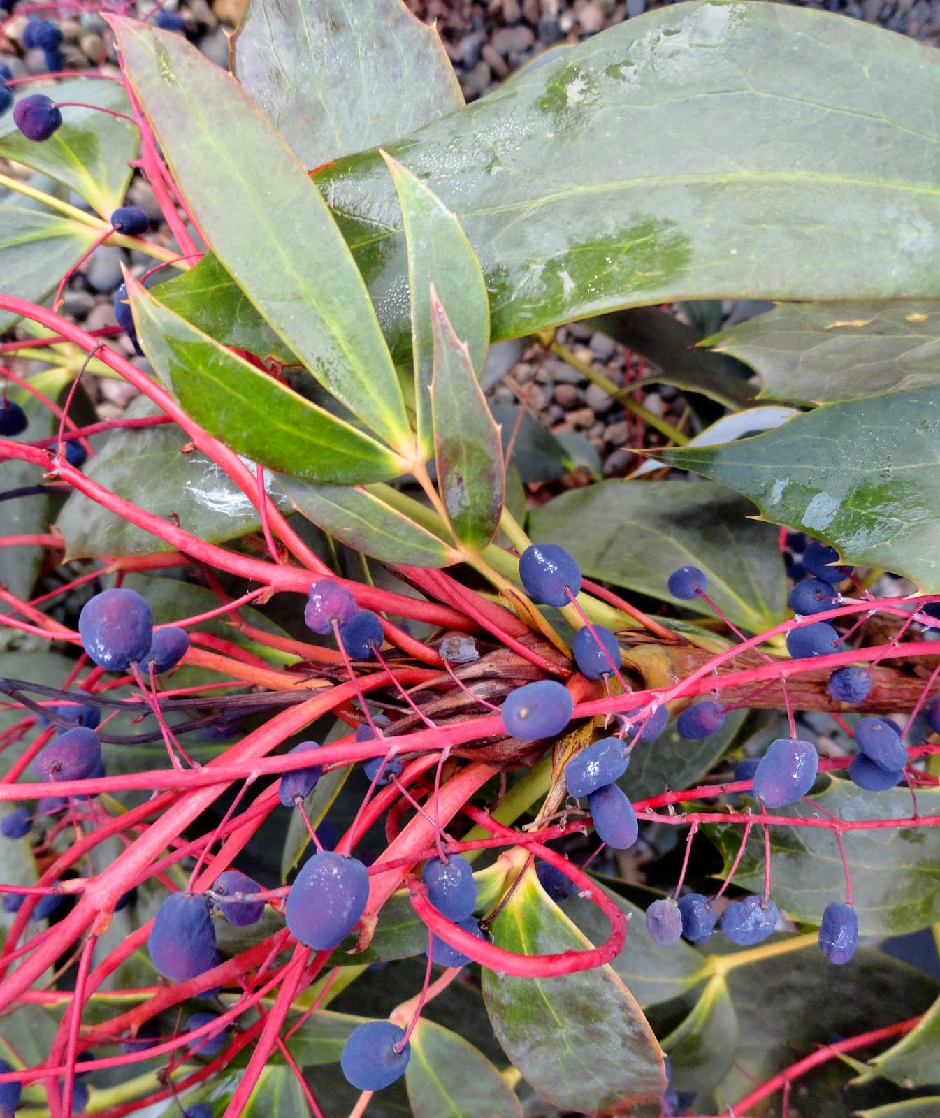 A Wandering Botanist Plant Story Creeping Hollygrape Berberis