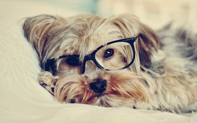 funny-dog-with-glasses-photo-wallpaper-2560x1600