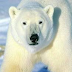 WWF, iniziativa internazionale per salvare l’orso bianco 