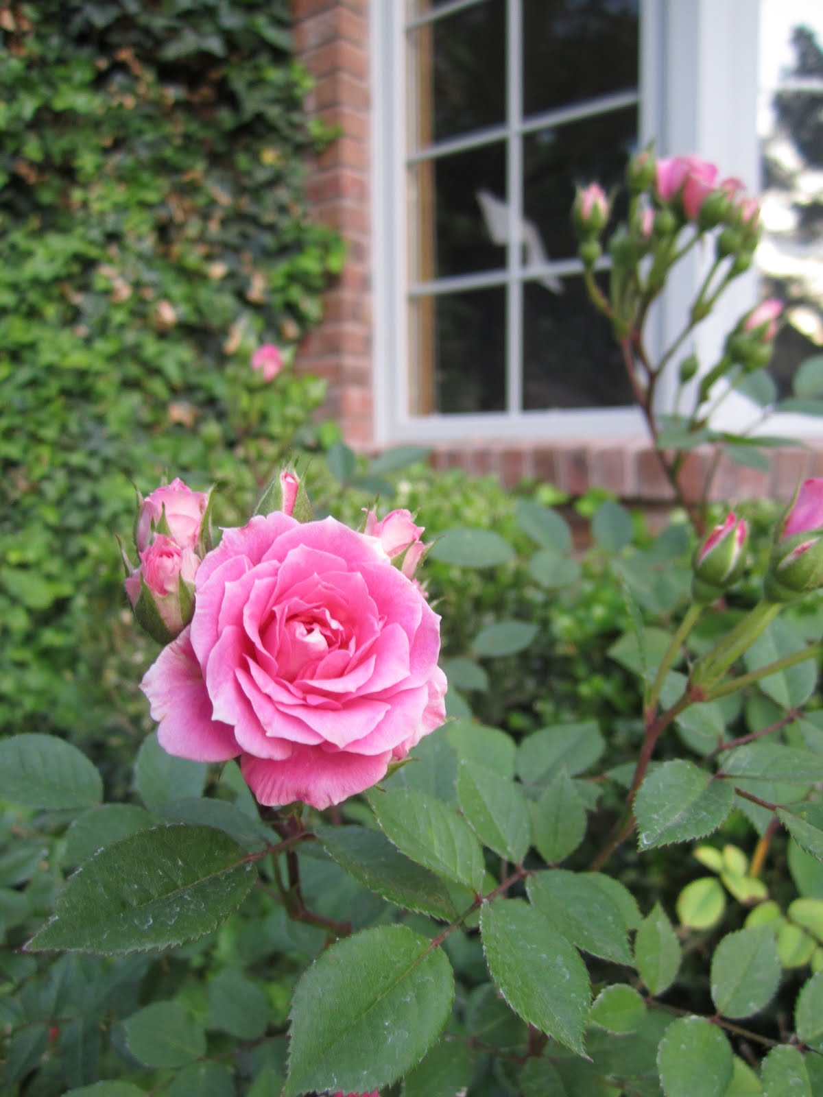 Welcome Home Blog My Mom S Rose Bush