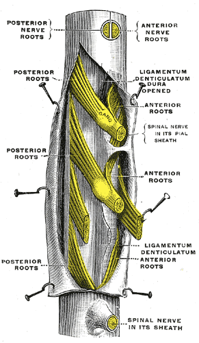 Doctors Gates: Anatomy of spinal nerves exiting through the