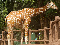 Giraffe images