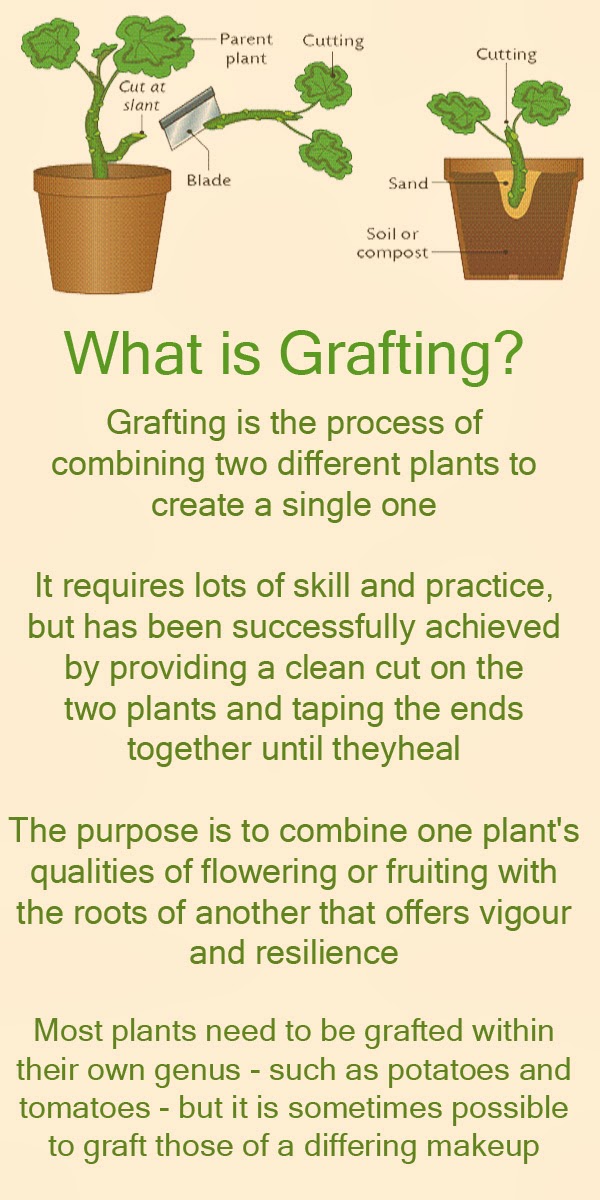 Garden and Farms What is grafting?