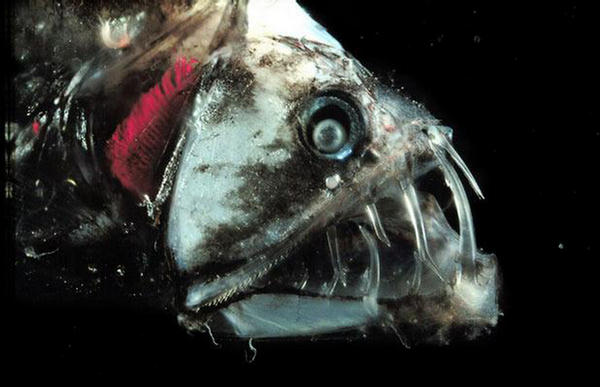 Life of Fangtooths | Life of Sea