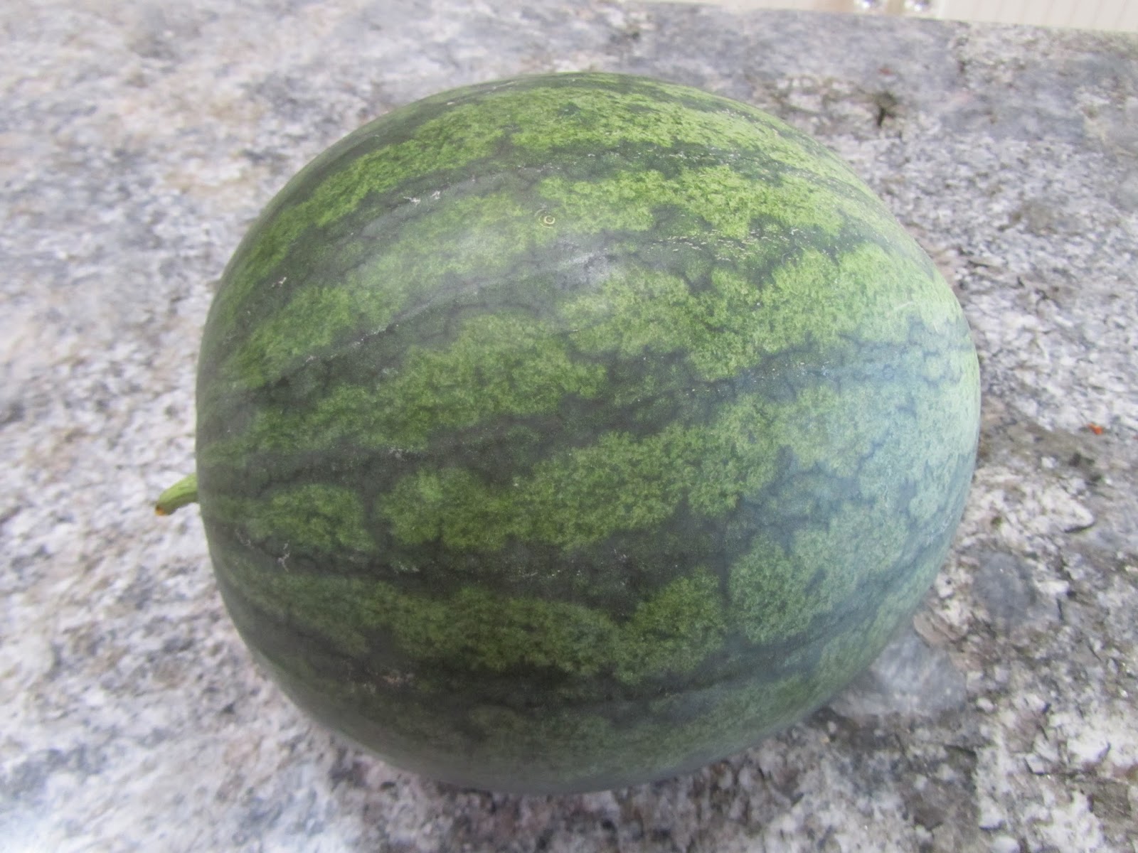Four Hills of Squash Monday Harvest Recap Watermelon Edition