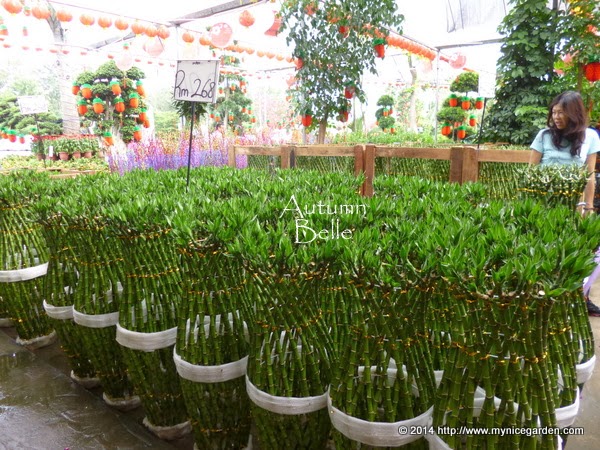 Proven Winners Colorchoice Plant Of The Week Plant Of The Week