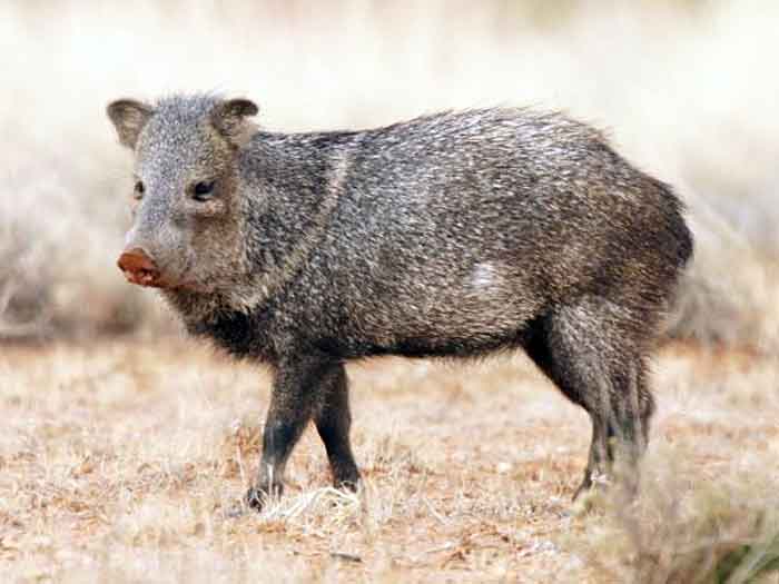 Collared Peccary Animal Wildlife