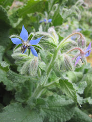 Borage