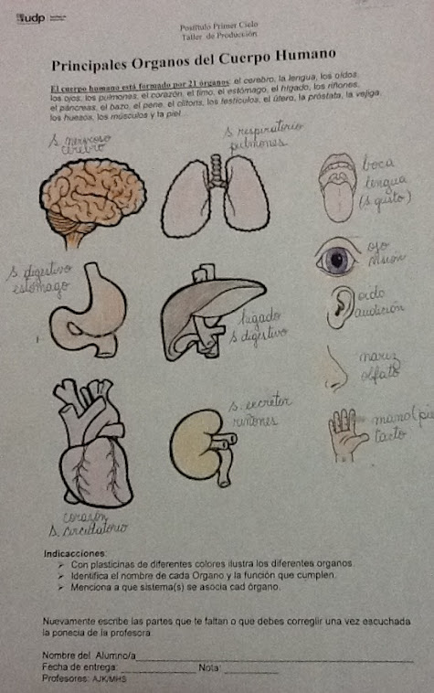 guía cuerpo humano