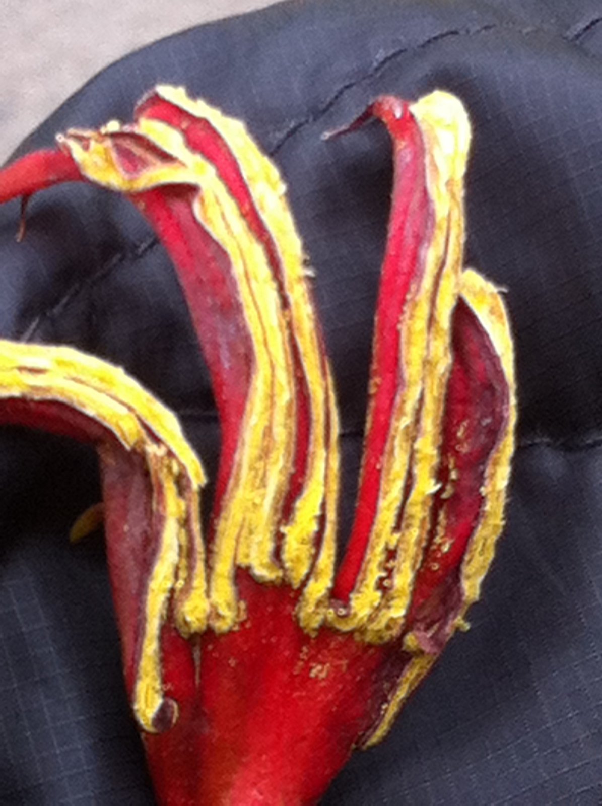 Can I Walk There? All Fixed By Me! Monkey Paw Flower