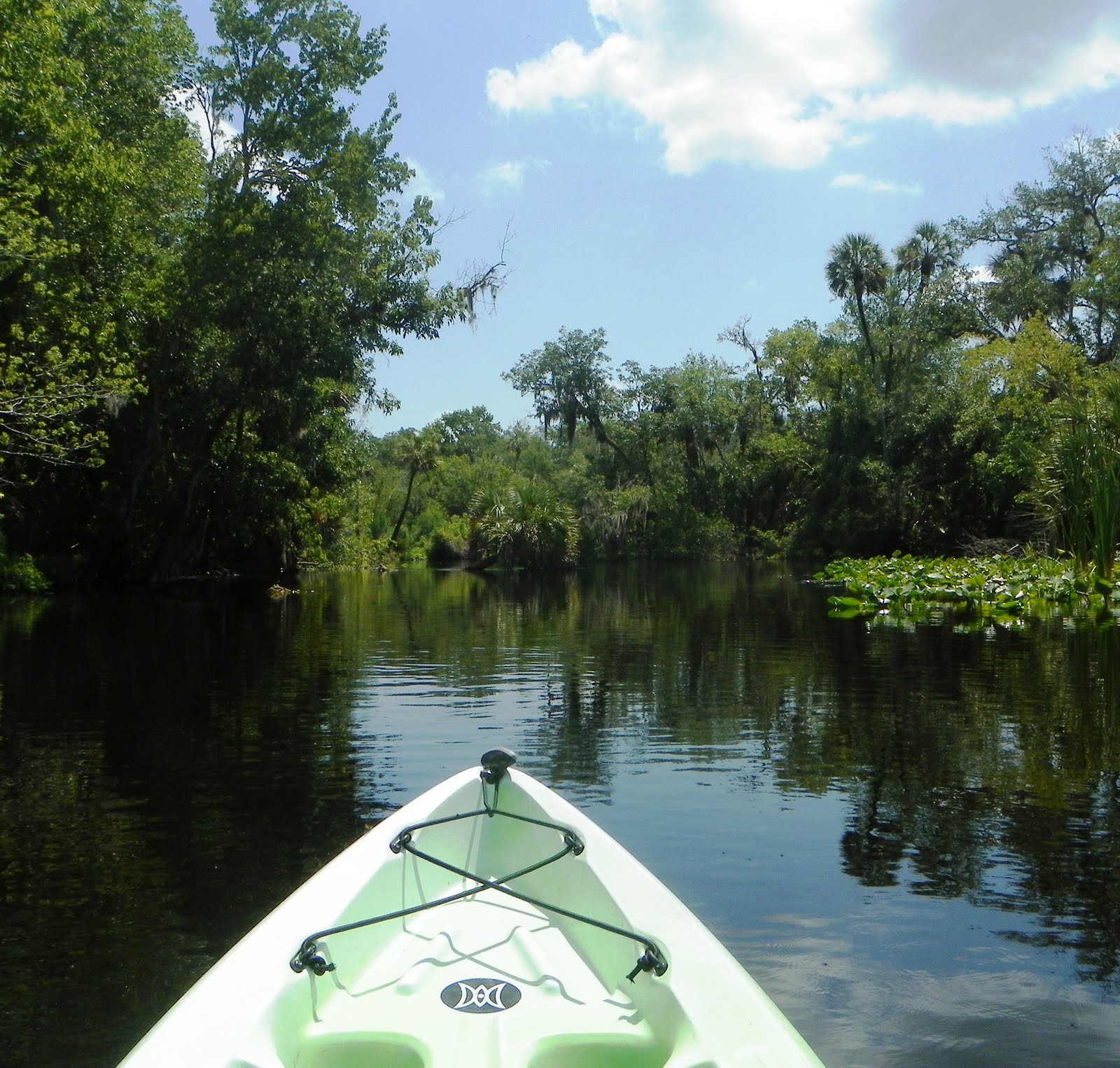 Views From Our Kayak Lower Wekiva River From Katie's Landing