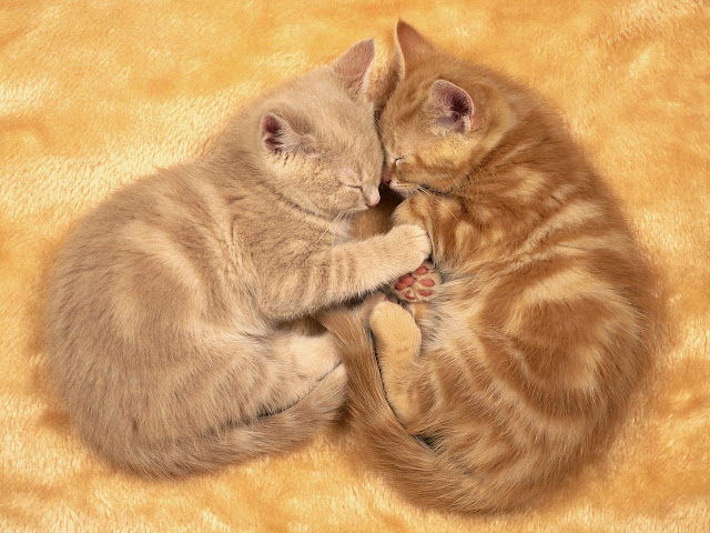 Wallpaper Gallery: Cat & Kittens Wallpaper -6