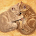 Cat & Kittens Wallpaper -6
