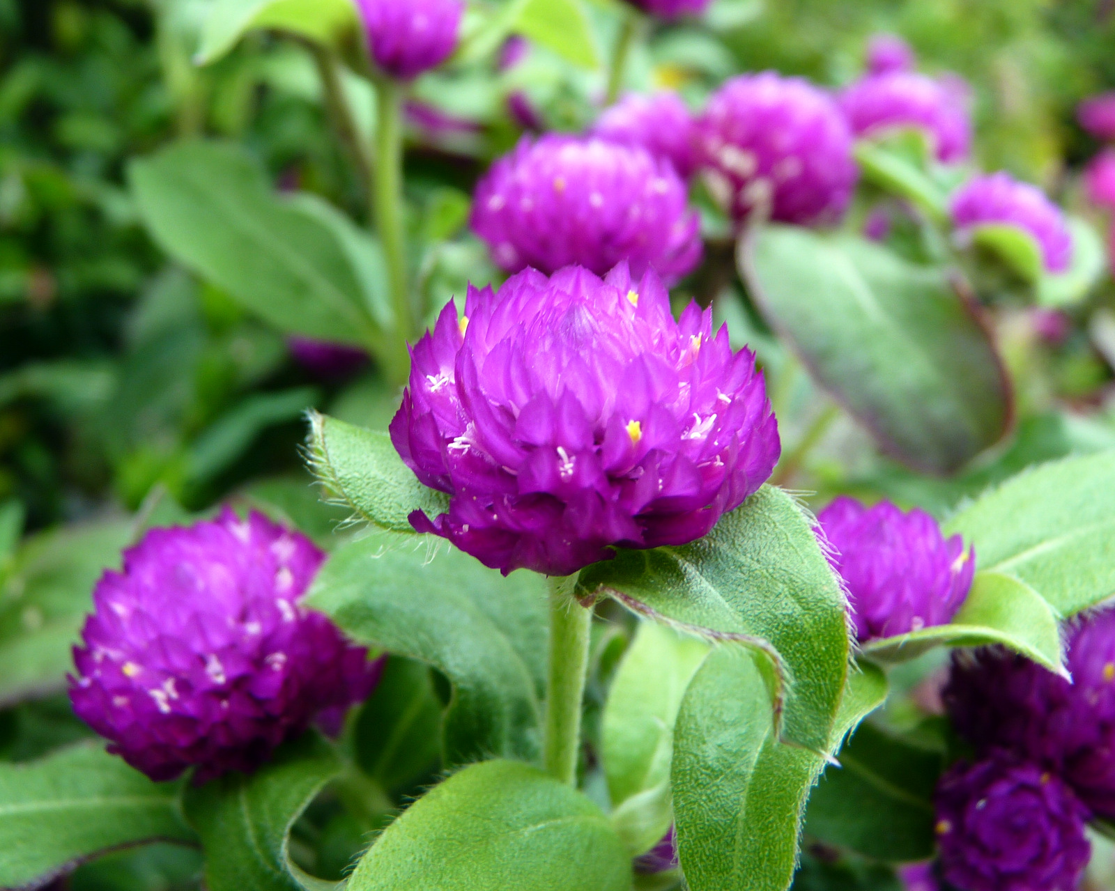 MOSI Outside Globe Amaranth Gomphrena globosa