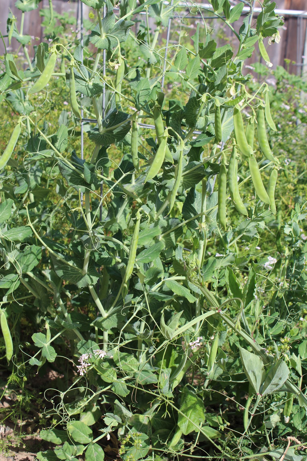 Preety's Kitchen How to Freeze/Store Fresh Green Peas