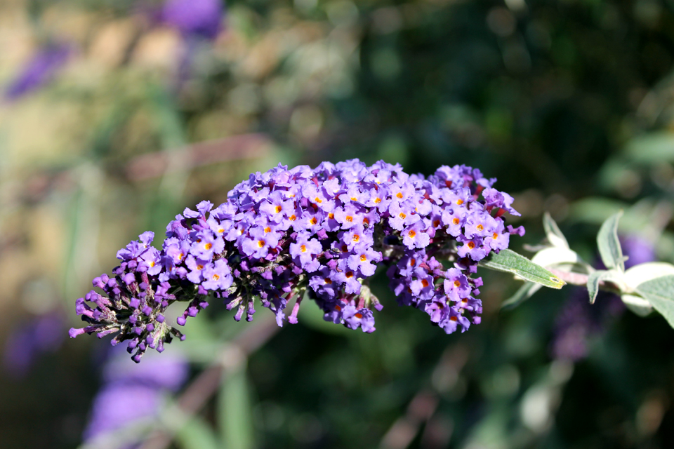 Wyldestone Cottage Buddleia The Butterfly Bush