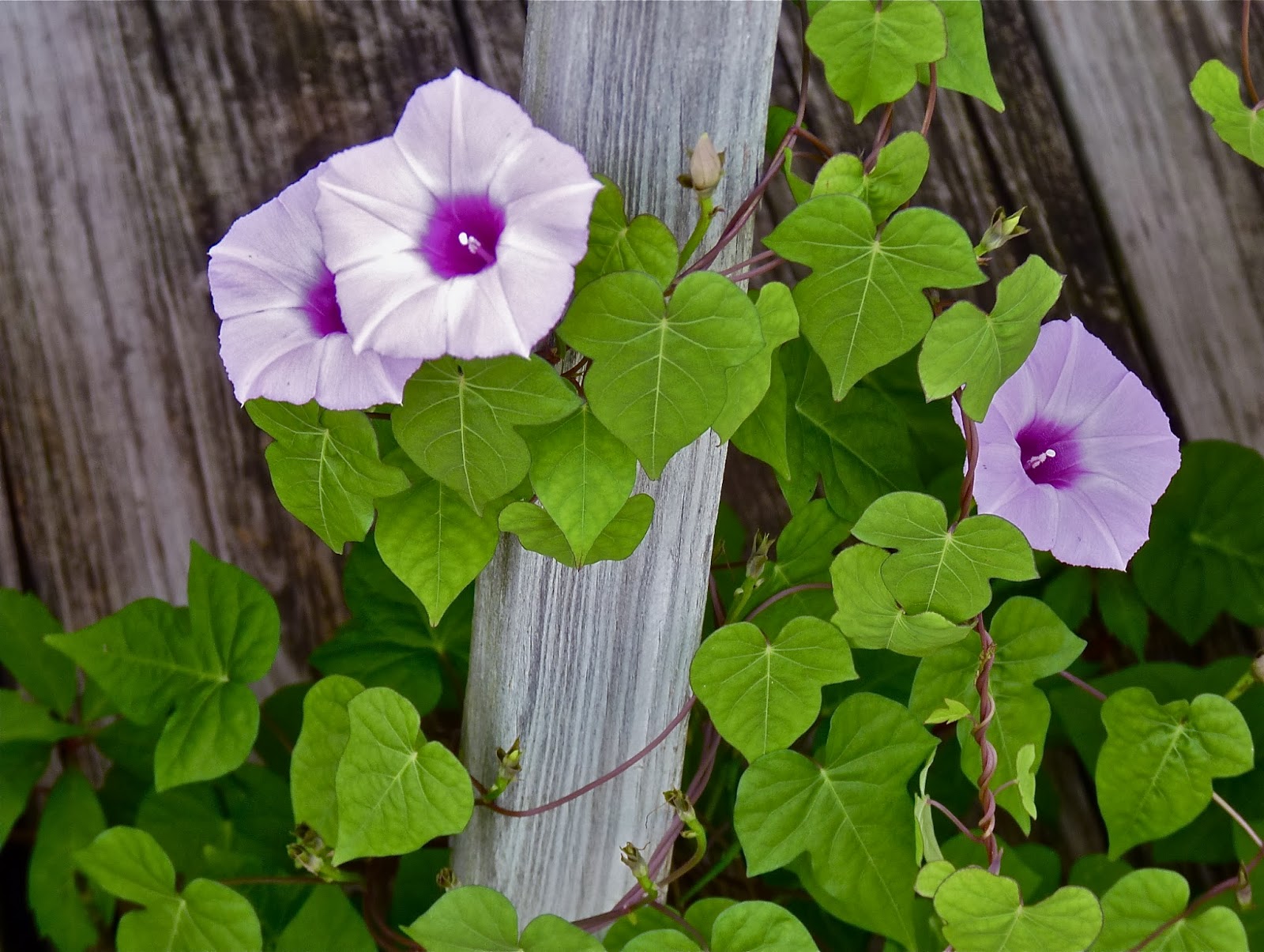 austin agrodolce Ordinary Glories Dependable Performers in a Central