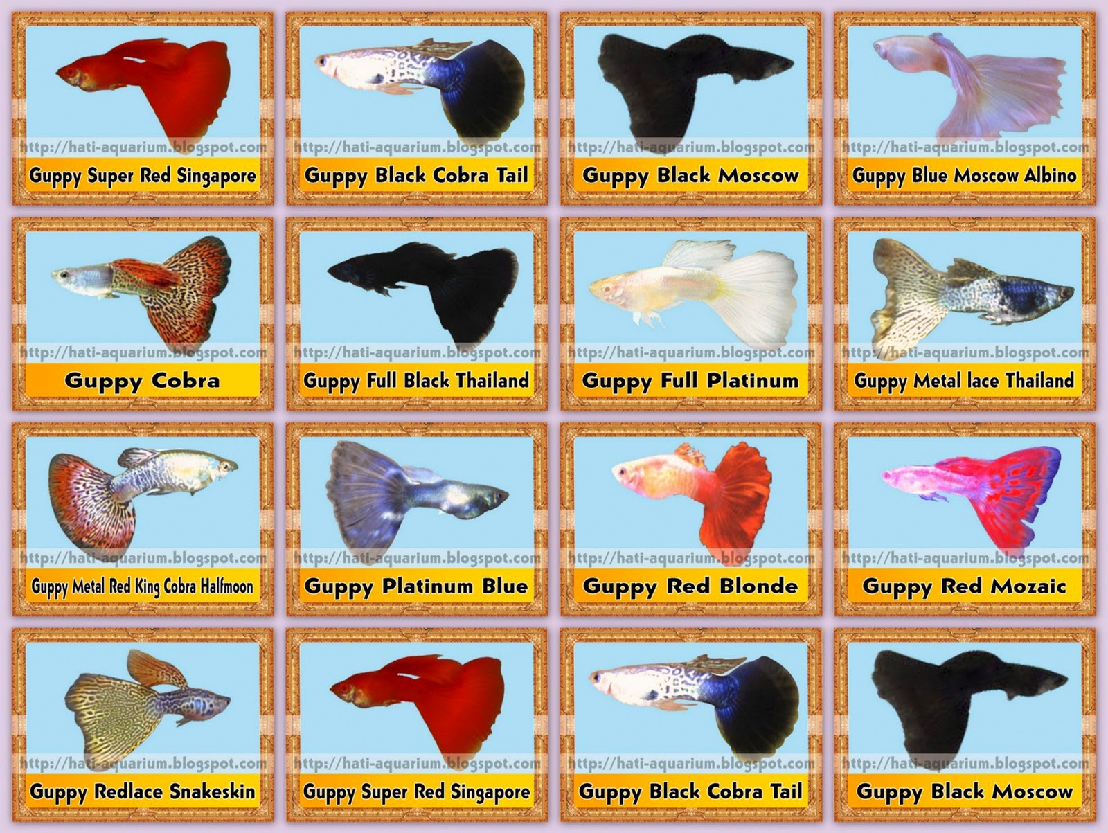 13 Jenis Ikan Hias Guppy