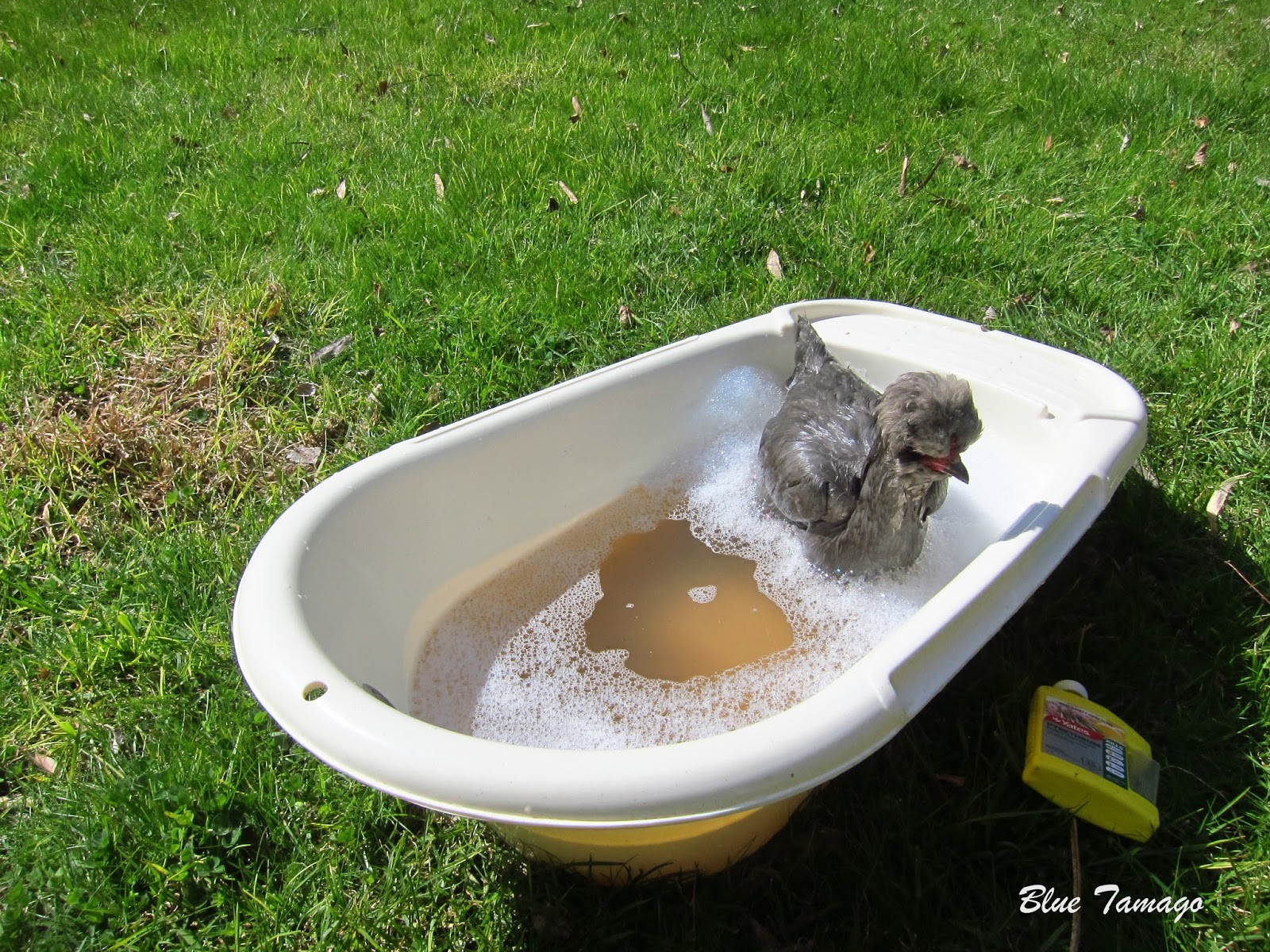 Poultry Lice Treatment Pyrethrum bath